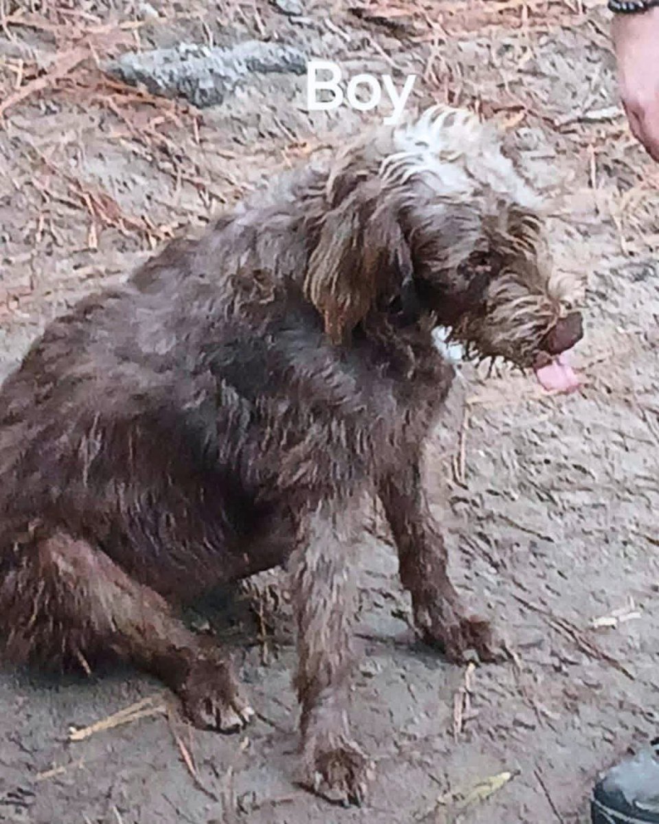 URGENT LIFE OR DEATH RESCUE 
We were contacted by a fellow NYC rescue about dogs in critical danger in rural GA. We initially said no- no funds, full fosters, no capacity.

Then we learned the truth: The males were banded- their testicles were👇