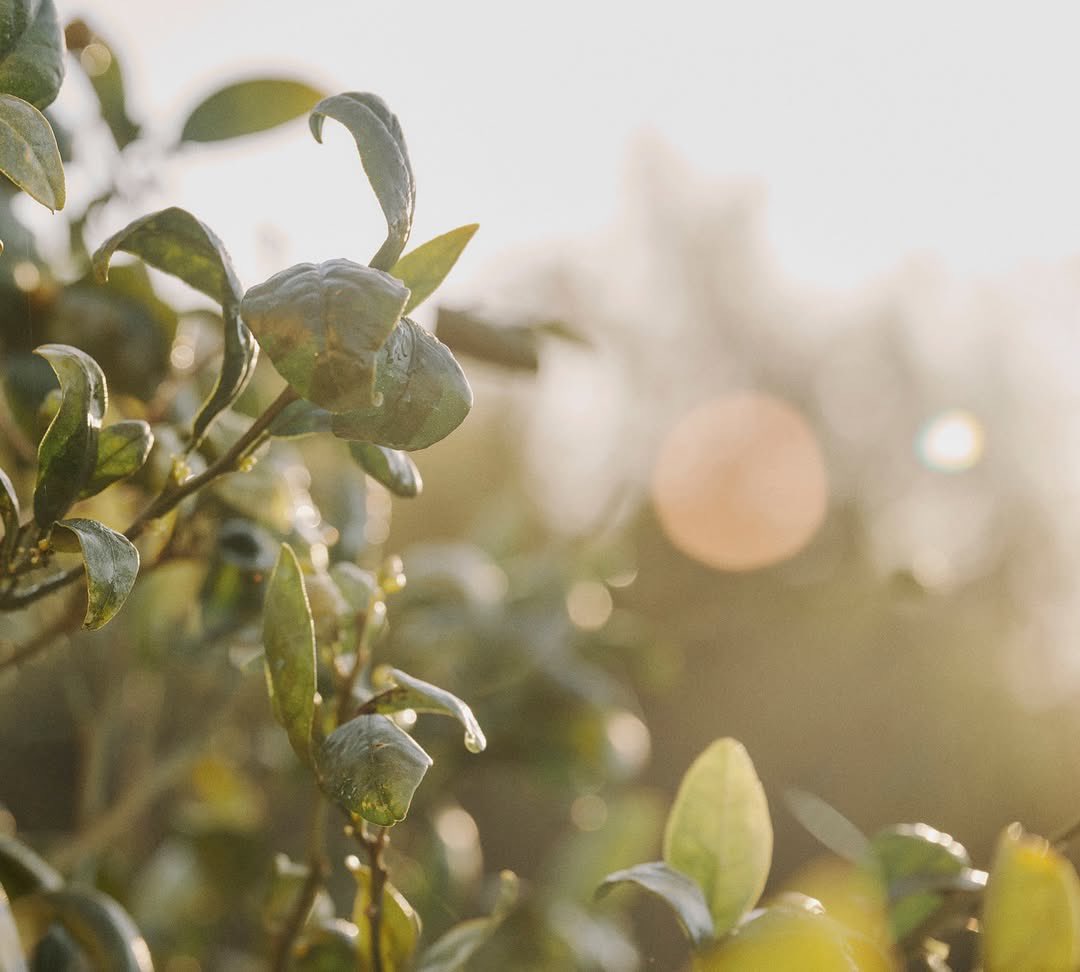 Nancy Sidley tweet media