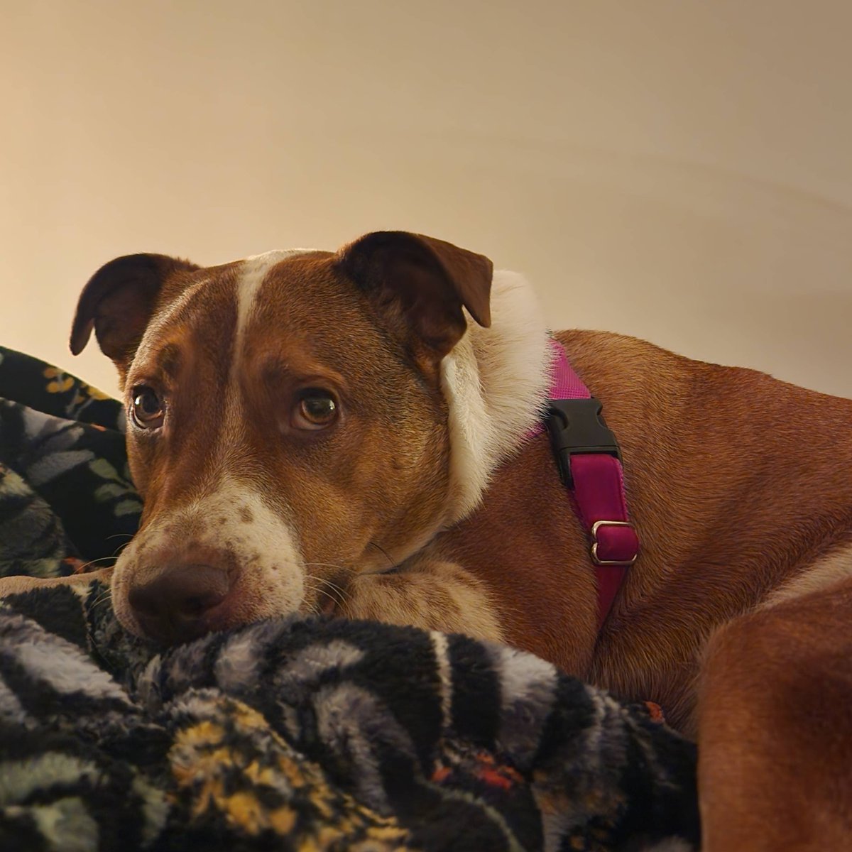 Tulip is still desperately seeking a forever home. She's whip-smart, loves to snuggle, and is great on leash as long as there's some distance between her and other dogs. If you can't adopt Tulip, please share this post #AdoptDontShop 🐾 sfspca.org/sfspca-adoptio…
