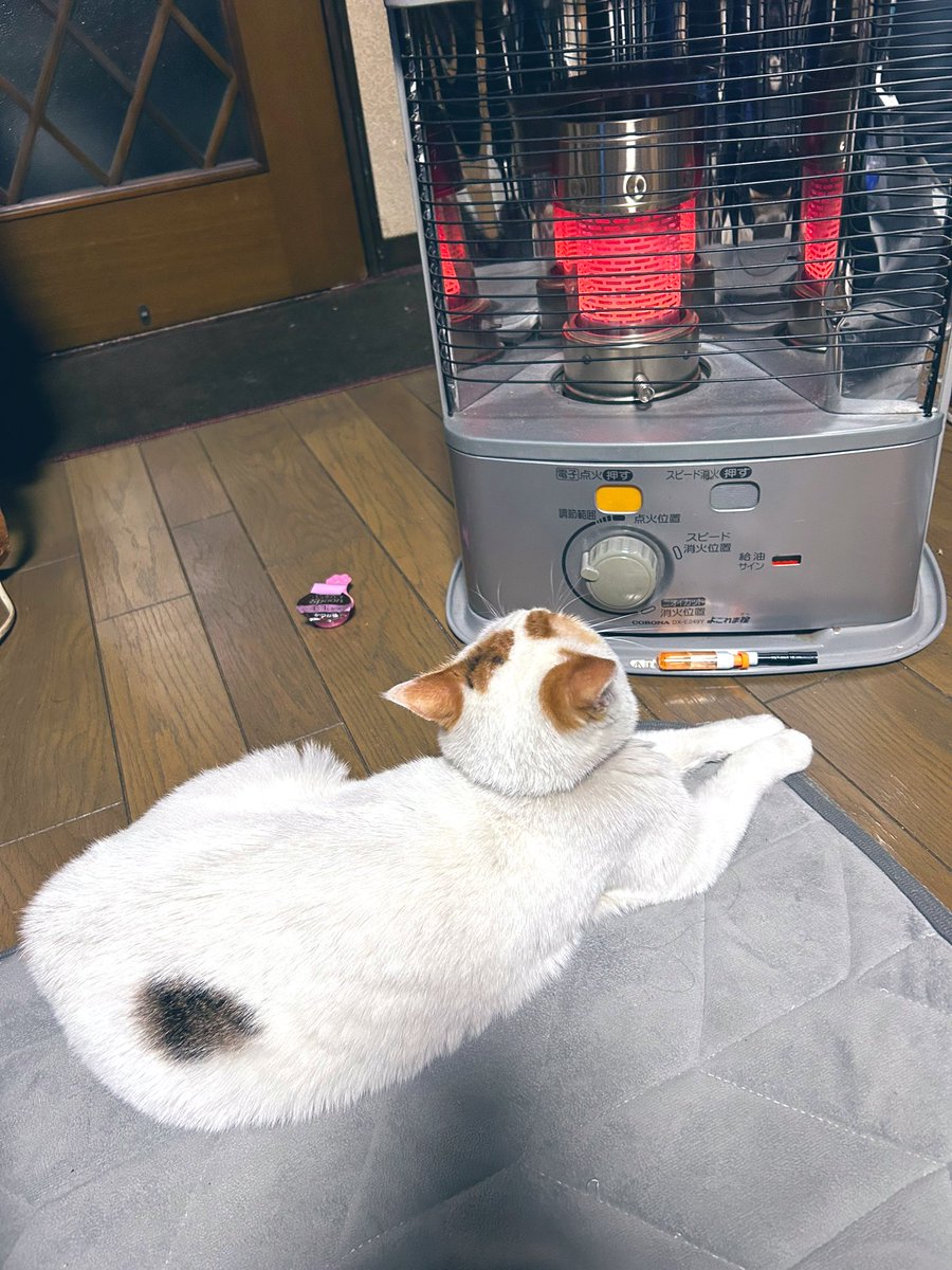 2026もよろしくお願いしニャース😽ここは誰にも渡さにゃい😸