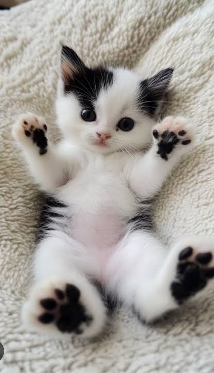 Cute Cats 🐱 tweet media