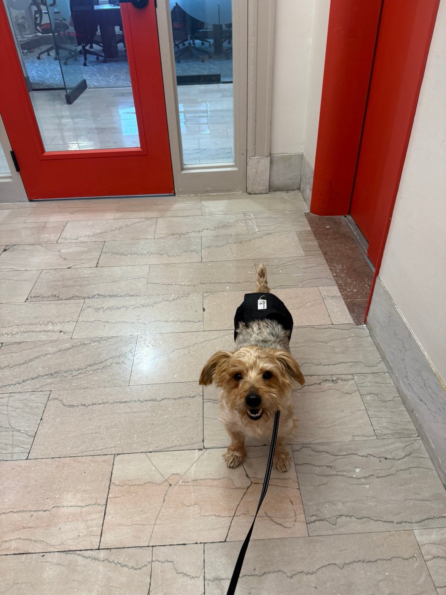 Bo left ranks in the Terrier Group to join the Working Dog group at the A to Z offices in #Pittsburgh.  But stopped short of the Hard-Working Dog group. 🐾
#RescuedMutt #WeLoveOurPets