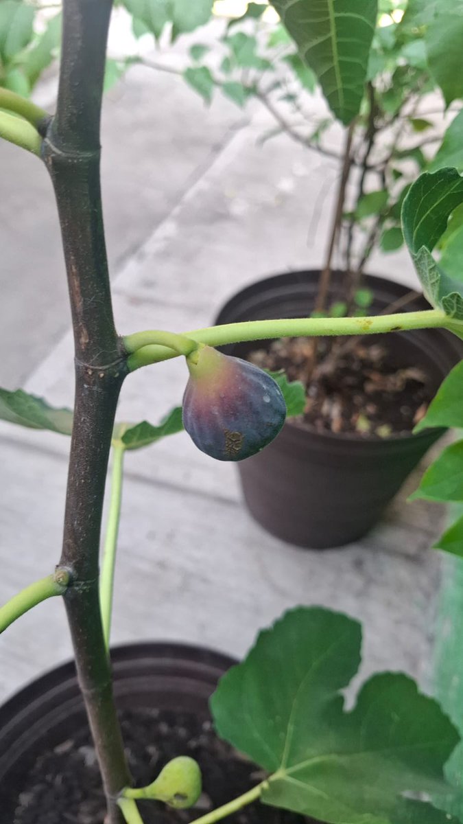 Brnalmnza's tweet image. Un higo recién cortado del árbol de mi hermana