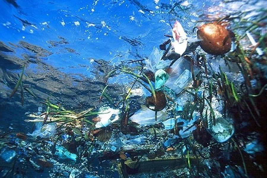 WetTribe's tweet photo. Mangrove propagules found floating along with debris during ocean plastic recovery tie our #cleanup, #mangroverestoration, and #coralprotection efforts together, as mangroves are known to mitigate #oceanacidification in adjacent waters.  #WetTribe #TidetotheOcean https://t.co/FFFue23G6C