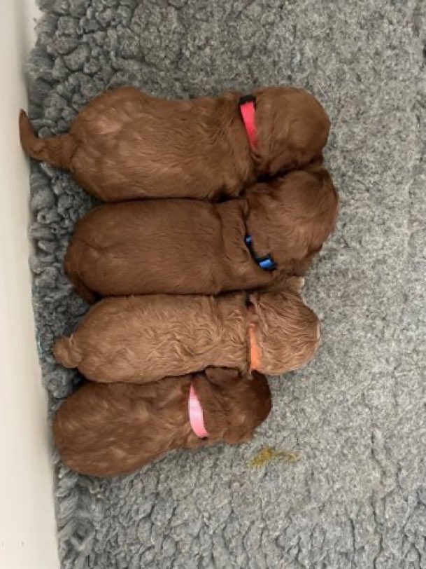 LisaClareRead2's tweet image. 2 of Mabel’s puppies are still missing 💔😢
They are so young &amp;amp; need their Mum
Stolen in a house burglary 2nd December 2025 from #BuryStEdmunds  #IP31
Please contact #Suffolk police on  101 with any info or @SuffolkPolice Ref: 37/68284/25
doglost.co.uk/dog/201140
#SpanielHour