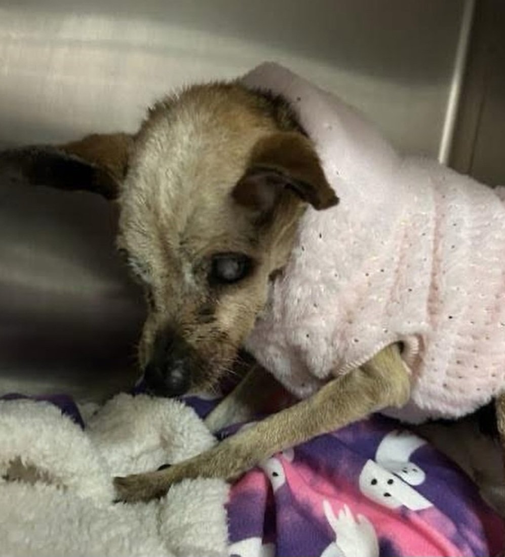 🆘️ 💔 🆘️ 15 yo #Chihuahua HELEN at Devore #California. Stray wait is up 1-8 and then she is rescue only. Please reply here if you can commit to foster her for at least 4 months. Pledges needed also 🙏 info 🔽 
#A835180