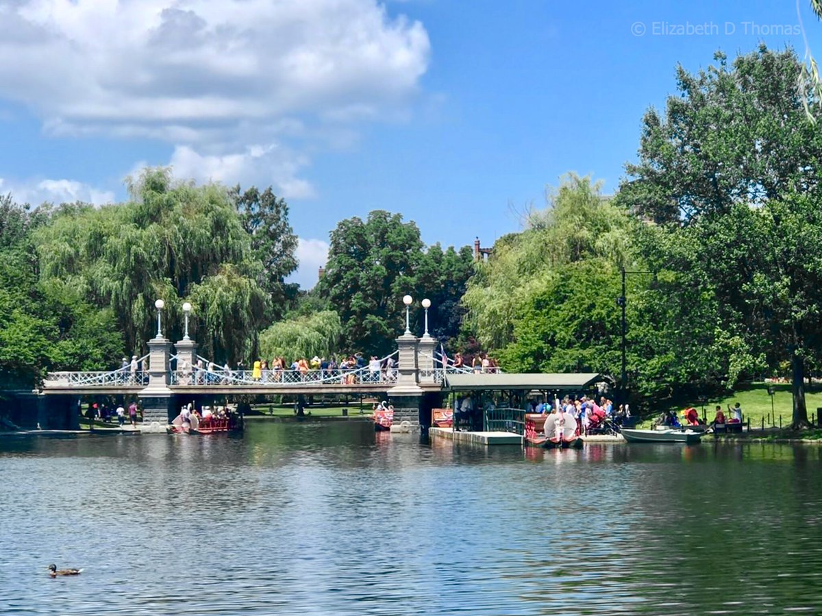 ElizThomasPhoto's tweet photo. SWAN Boats at BOSTON Public Gardens, Massachusetts, Travel, City Art, Landscape, Elizabeth Thomas https://t.co/xFlqzHb9vr #Etsy #ElizabethThomasPhoto #HomeDecor https://t.co/BBNDxdFZaJ