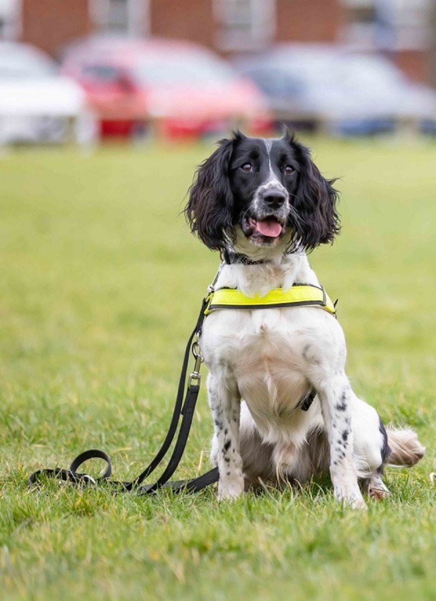 This morning PD Obi worked alongside his Matrix colleagues to carry out a search of a property. During the course of his search Obi found a quantity of suspected live ammunition hidden in a rucksack 👏