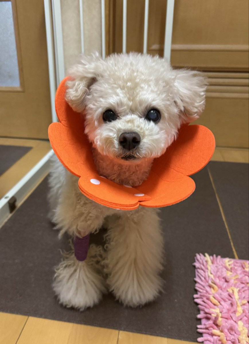 🌼🩵ここあ🐶2026🩵🌼 (@cocorip2016414) / Posts / X