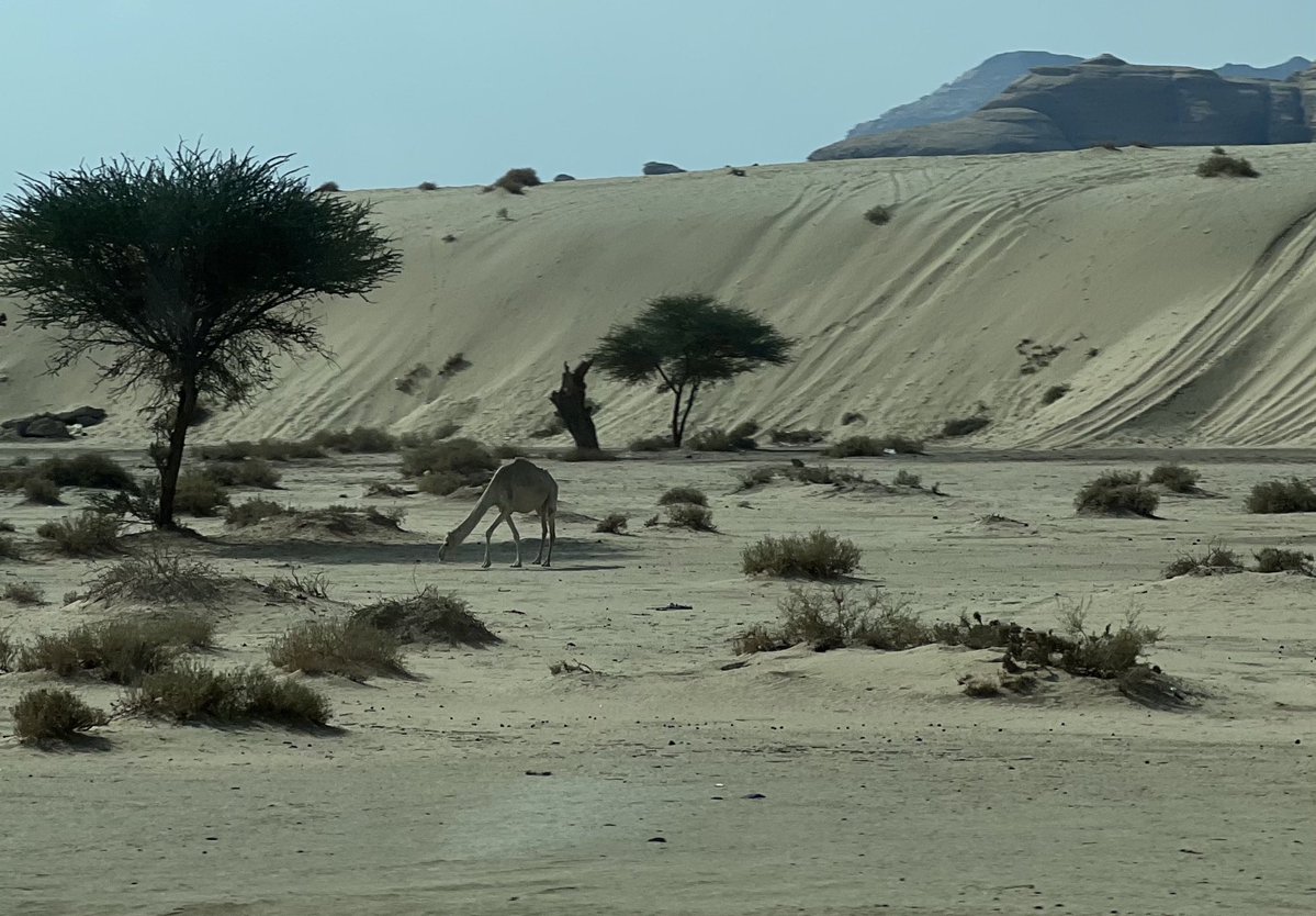 «وراك أمشي وأجر الخطاوي ولا أدري على وين/يمّ الدروب اللي تجر خطاك هذي مرابيعي..»