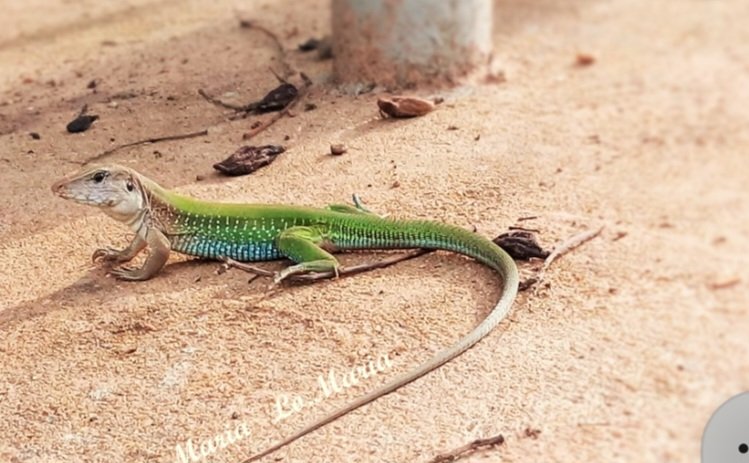 Enio Alves tweet media