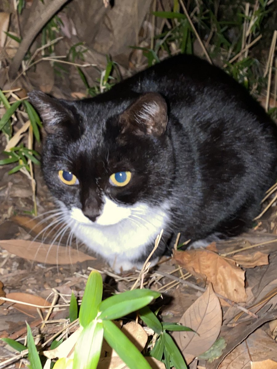 にゃん太郎 (@nyannyan__taro) / Posts / X