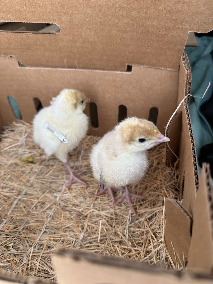 Spring FFA tweet media