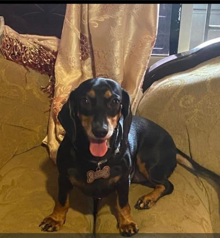 AlertaMePerdi's tweet image. #PERDIDA  #GUAYAQUIL
Nombre: #Izzy 
Fecha: 2026-01-02
Sector: Norte, Coop. Juan Montalvo 1723 
Sexo: Hembra
Raza: Salchicha 
Observación: Tiene una bola en la columna 
Contacto: 0985789953
¡Ayúdalo a volver con su familia!
 #AlertaMePerdí