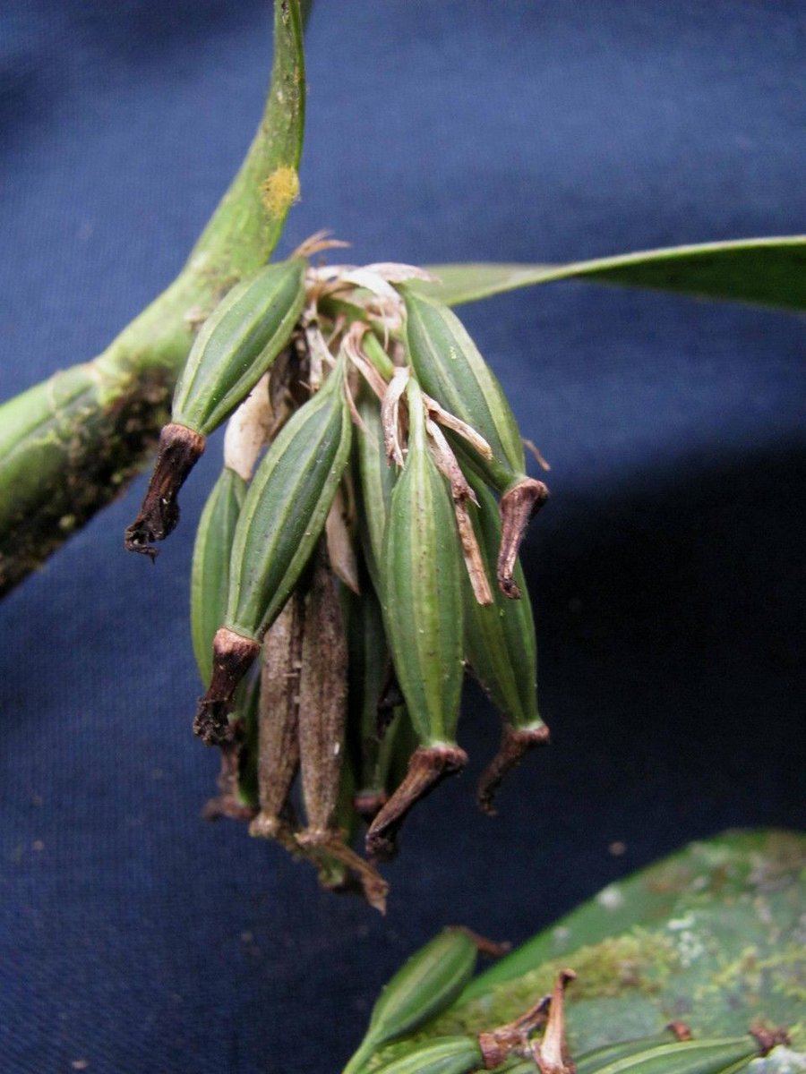 How to Propagate Scaphyglottis lindeniana  
propagate.one/how-to-propaga…