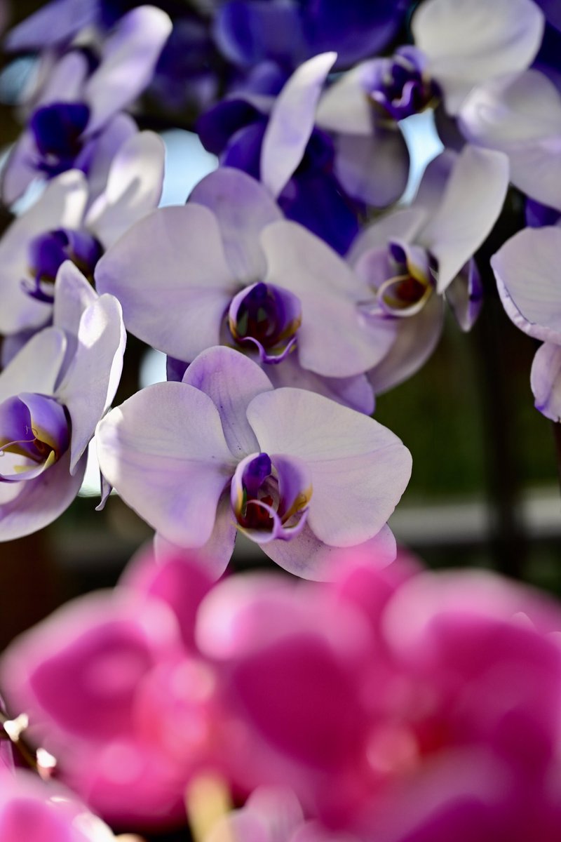 Flower Photo Club Community on X - 4.5K Members