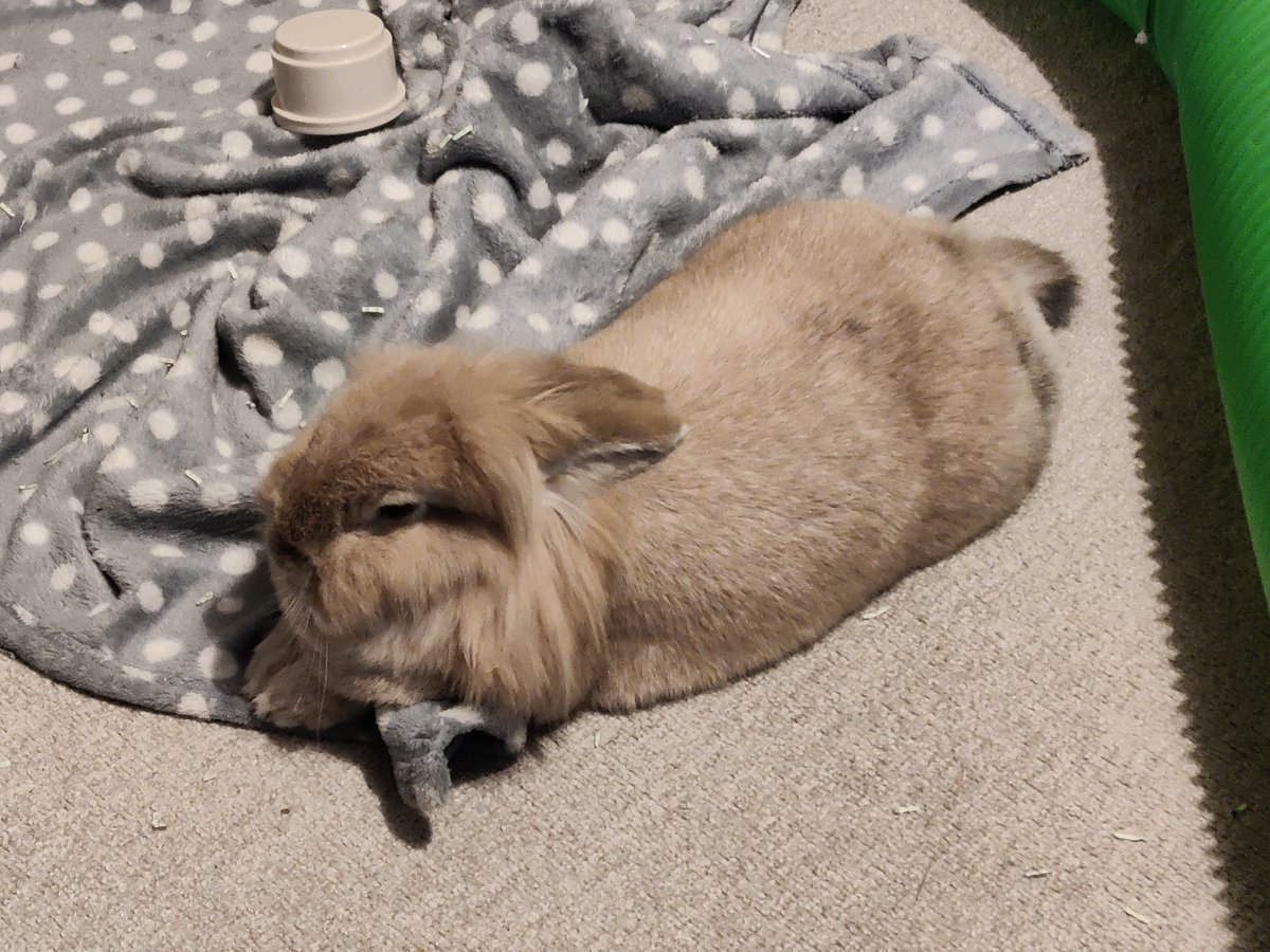 Smol&Stronk~ Vtuber tweet media