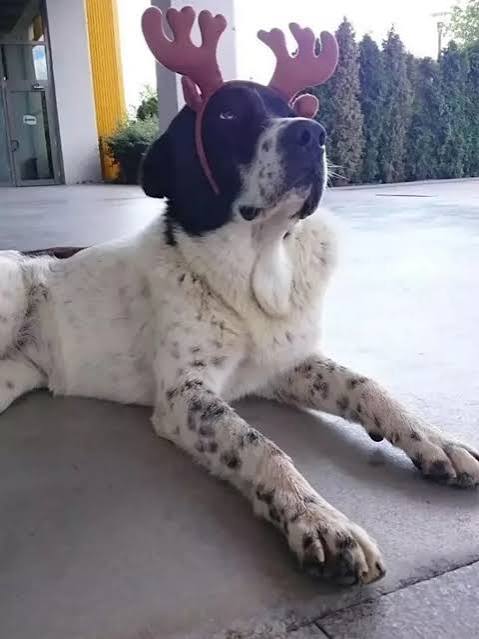 İkisi de aynı hafta Ankara'da yaşandı. 

Solda köpeklerin parçaladığı 8 yaşındaki çocuk.

Sağda yürüyen merdivene sıkışıp ölen bir köpek.

⚠️ Köpeğin adını herkes biliyor, çocuğun adını duyan oldu mu?