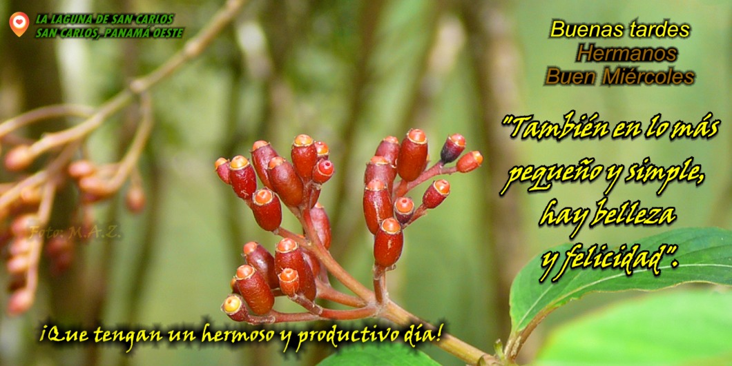 #BuenMiércoles #FelizAñoNuevo2026 . "También en lo más pequeño y simple, hay belleza y felicidad". Cuídense mucho. 🙏 #Panamá #VivaPanamá 🇵🇦#JuntosporlaPaz 💪