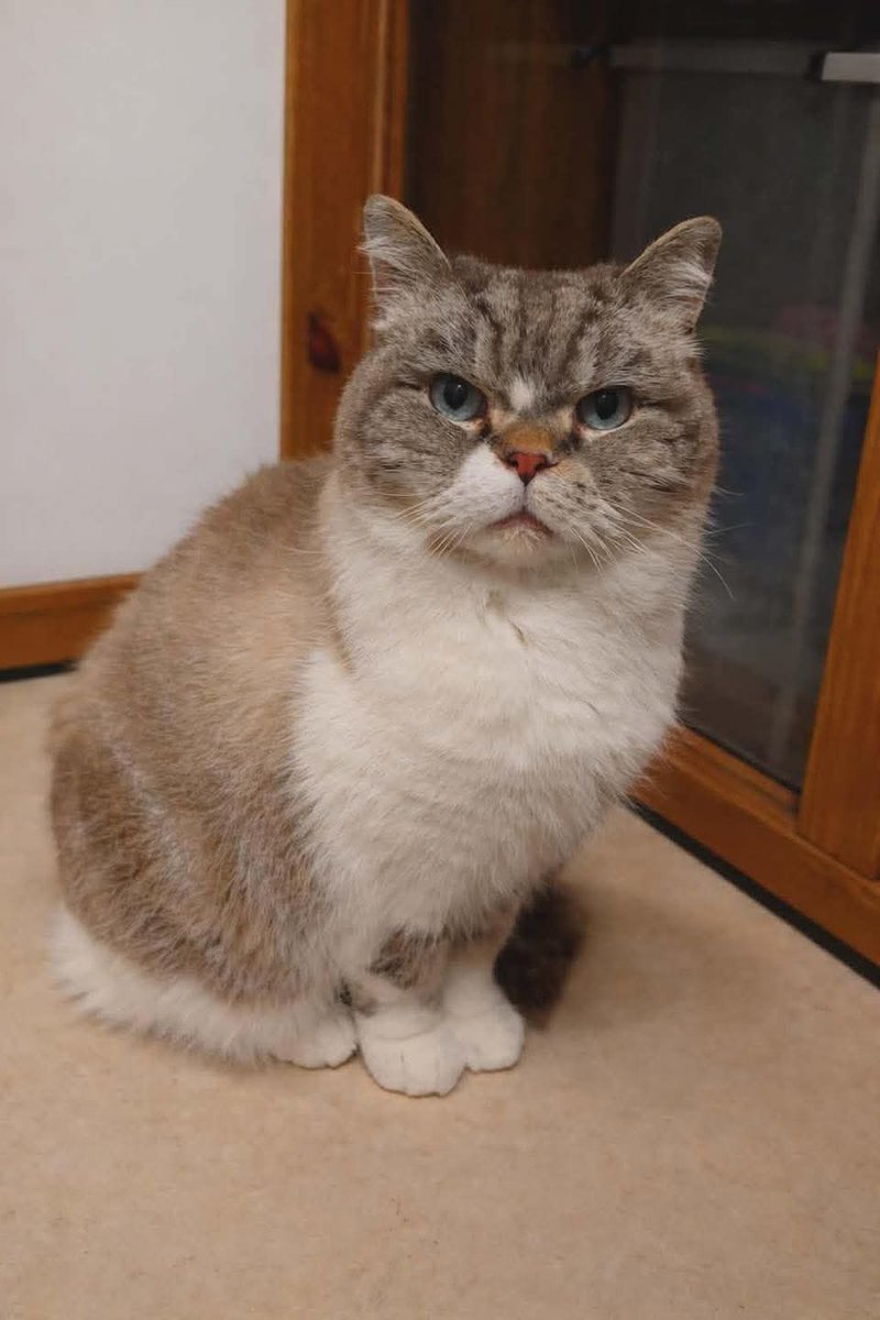 FOUND: This cat has been handed into us from the Beverley Road area of Leamington Spa, where they have been straying. Although chipped the phone number does not work and the chip is to an address in Welwyn Garden City in Hertfordshire.

PLEASE LIKE AND SHARE to get this cat home.