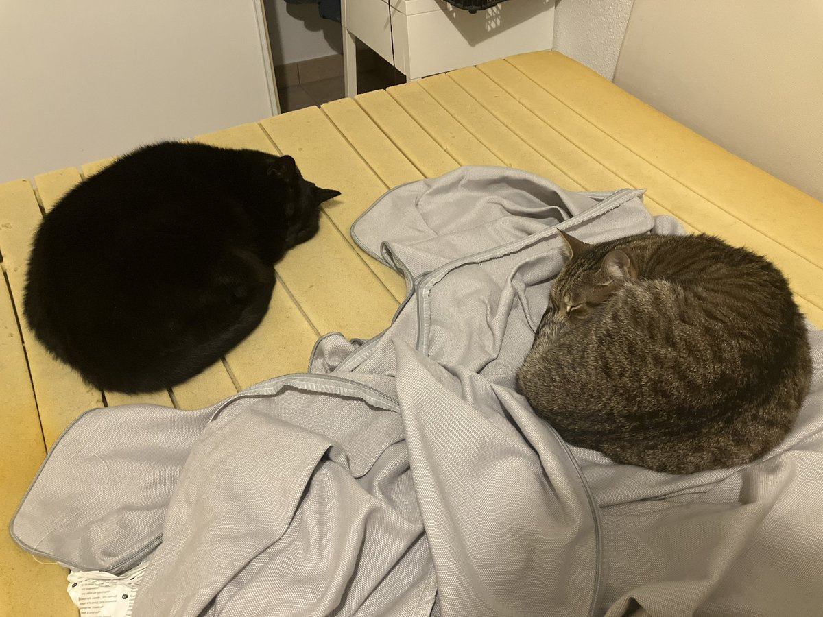 Lexis 🐈 🚺 et Sauronne 🐈‍⬛ 🚺 tweet media