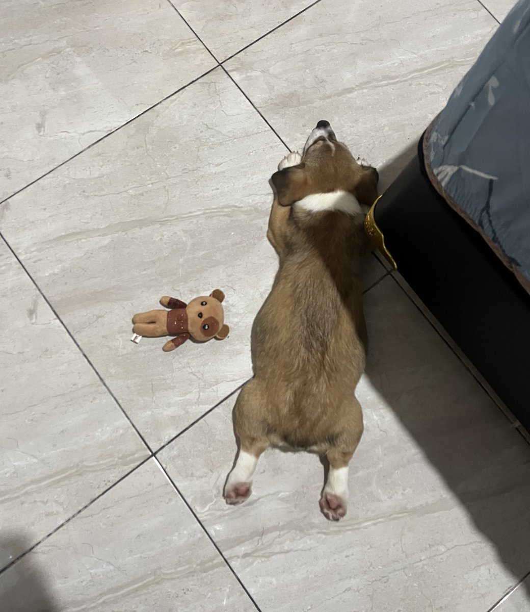 190+JOKI & JOKGEN ML • OPEN SEGALA NEEDS ML🐸 tweet media