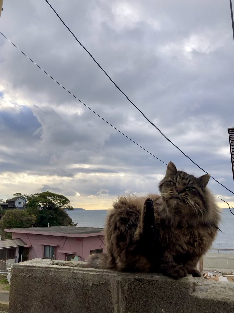 こちらもどうぞ😸 #田代島クロネコ堂 #猫島 #tashirojima #CatsOnX