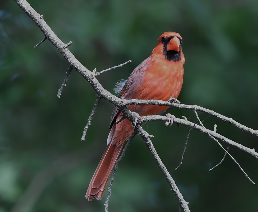 Ray Shrewsberry tweet media