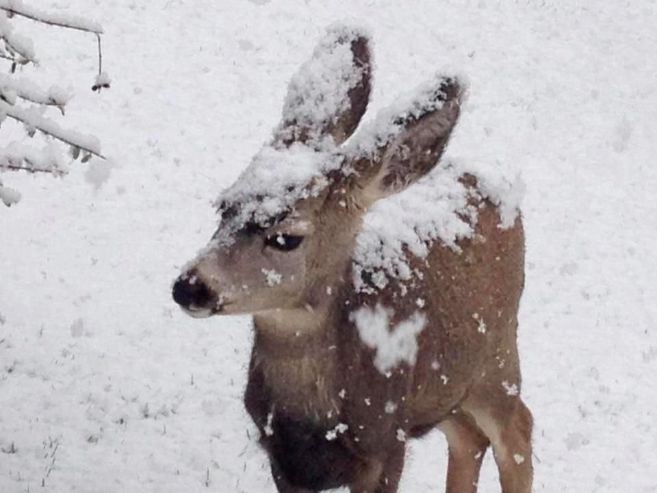 ipostdeer's tweet image. 