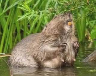 Unstable Beaver 🦫 tweet media