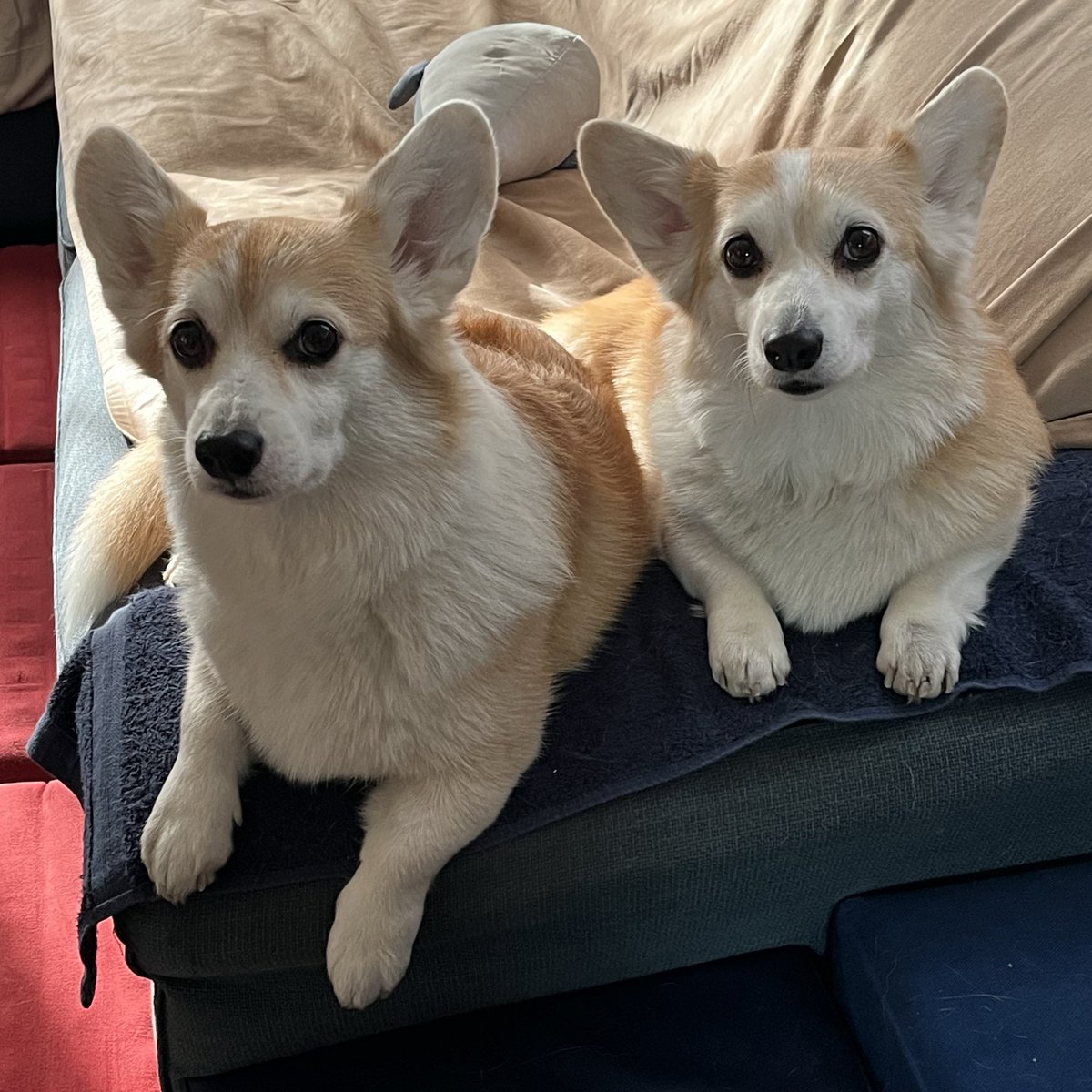 るーちゃんまま ルーちゃんママ (@tu_qwl) / Posts / X