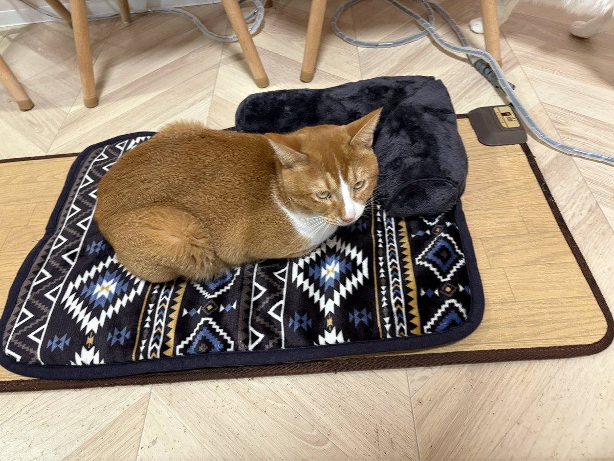 素敵なベッド頂きました🛏️✨ シューくんお気に入り🐱✨