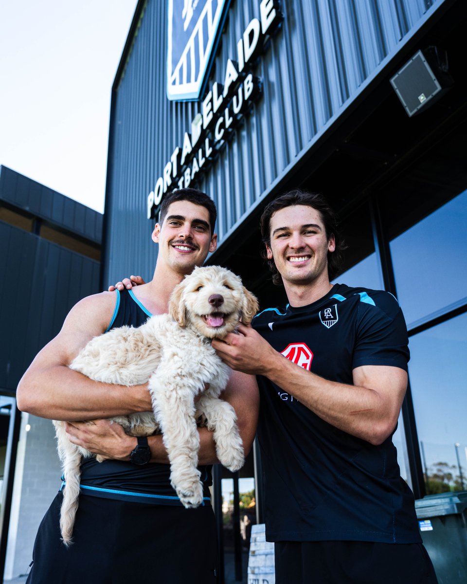 PAFC's tweet photo. Meet our new mate, Albert 🐶

With the proven benefits of therapy dogs, our welfare team have introduced Albert to help players and staff manage stress and boost wellbeing 🧘 https://t.co/U3viYCrXxR