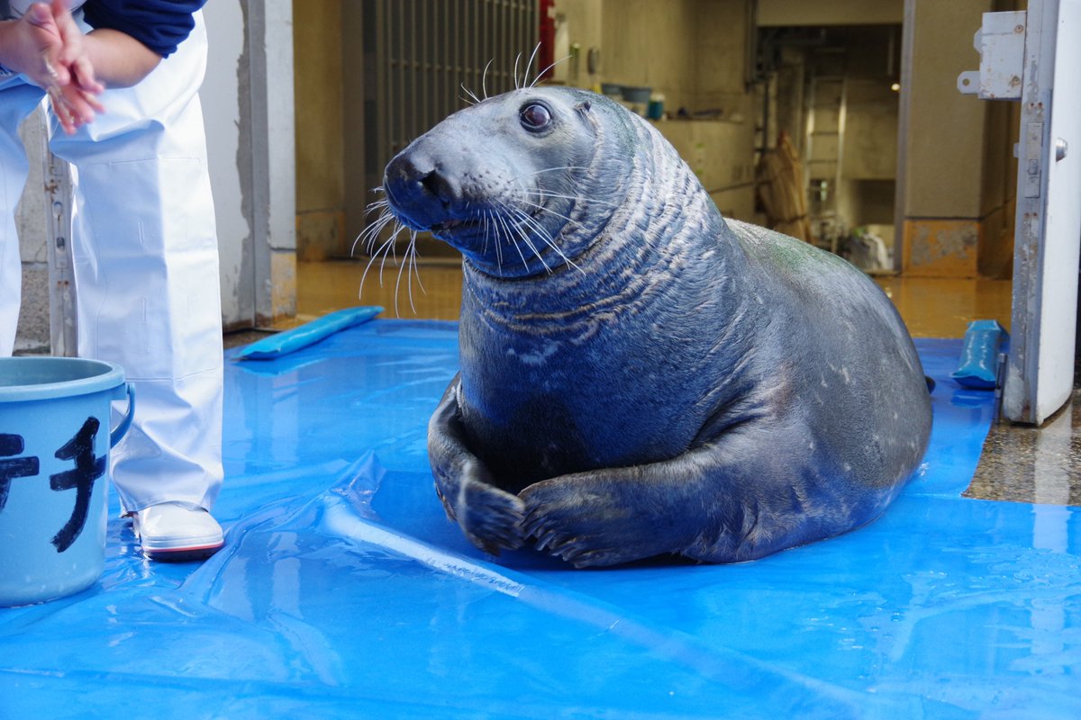 ぽてち〜
 #うみたまご  #ぽてち