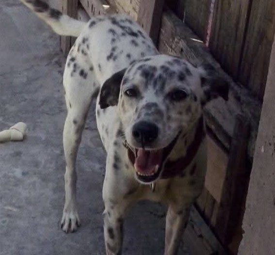 cfaetry's tweet image. 🤍🖤 saudades do meu tobbynho