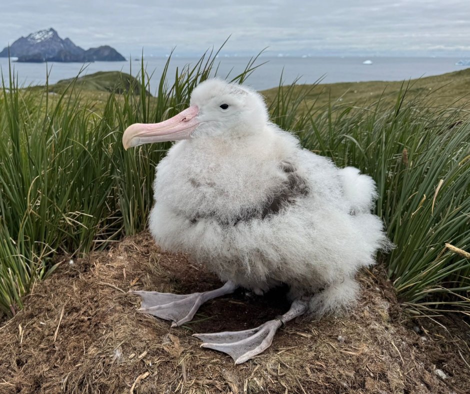 ひなちゃん体調悪いのかな…😰 多くのワタリアホウドリのひなちゃんが
