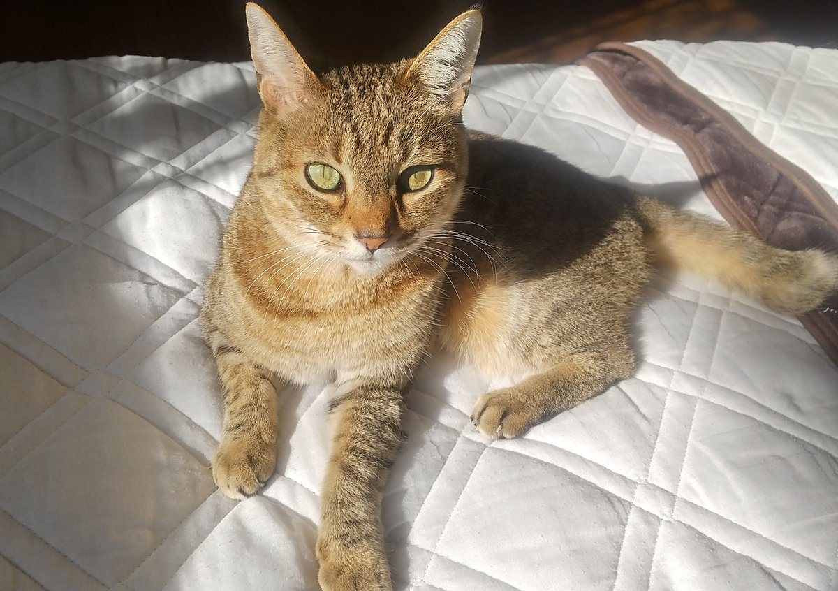 しっかりキメ顔( •̀ω•́ )✧

 #猫
 #猫好きさんと繋がりたい