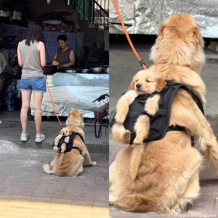 twperritos's tweet image. 