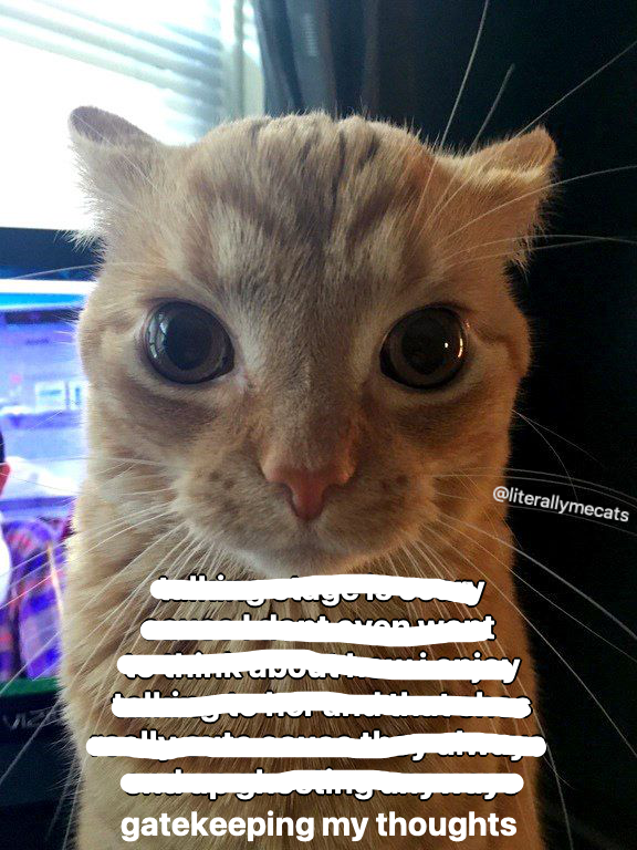LiterallyMeCats (@literallymecats) on Twitter photo 