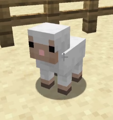 Sheep Of the Day🐑 tweet media
