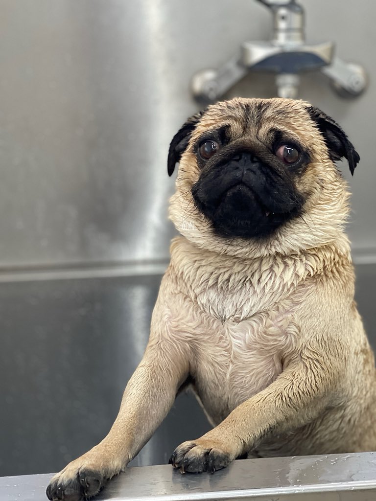 パグちゃん 僕ちゃんのBODY最高だぜ〜😎