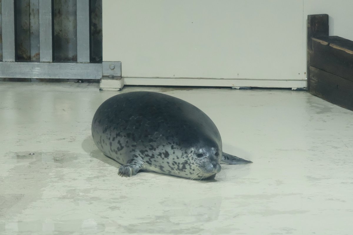 2日連続でソファ寝落ちしてしまった…ｼｮﾎﾞﾝﾘ