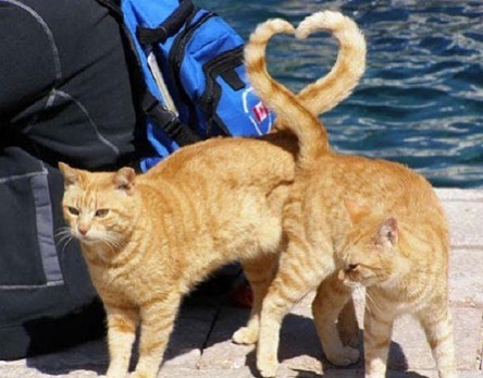 Punch Cat tweet media