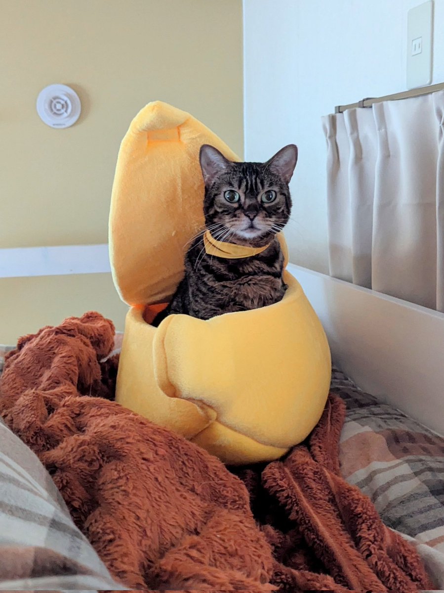 まろた (@marota37) / Posts / X