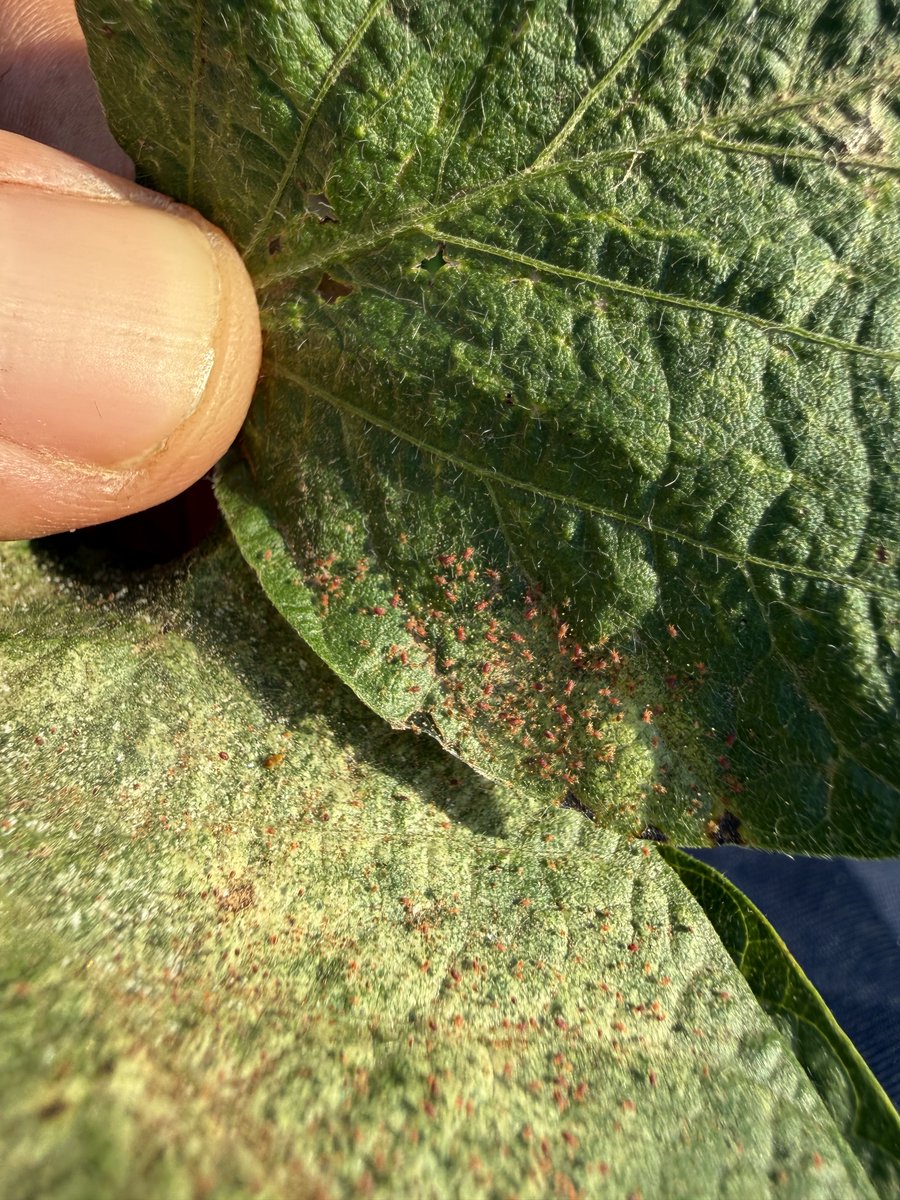 Ignacio juarez tweet media