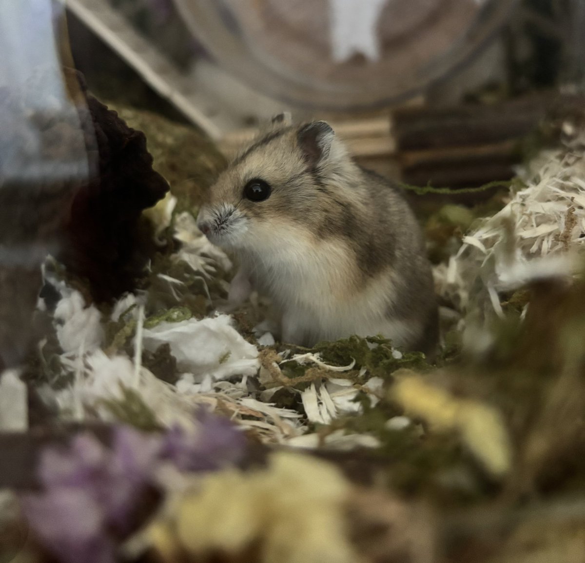 madi (っ ̯- )ᐝ tweet media