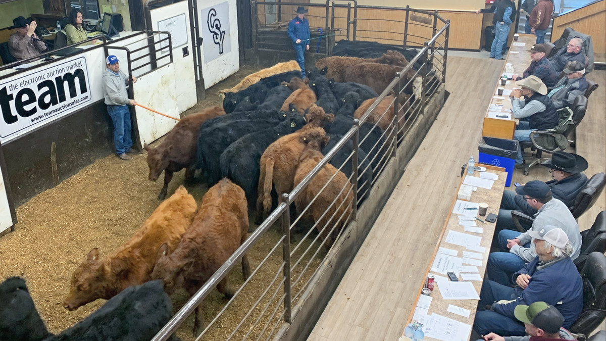 CSYStrathmore's tweet image. Regular Cattle Sale every Thursday, 9 AM!
Thursday, January 8th at 9 AM - 150 cattle!

Upcoming Bred Sale - Thursday, January 22nd
Regular Cattle Sale, 9 AM
Bred Heifer Sale, 1 PM
Fox Cattle Co. - 250 Bred Heifers
Live online bidding at teamauctionsales.com.