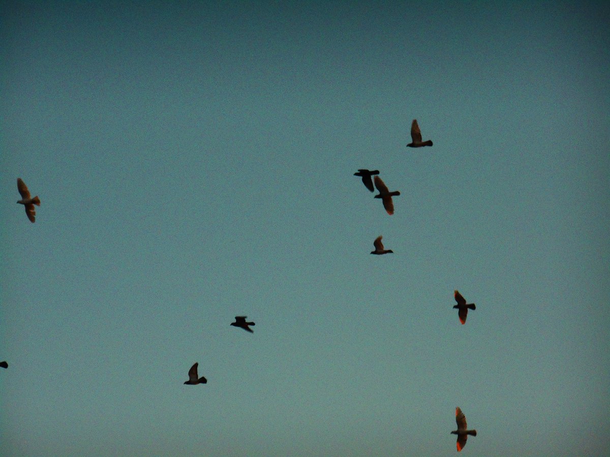 Fataeism (@fataeism) on Twitter photo 