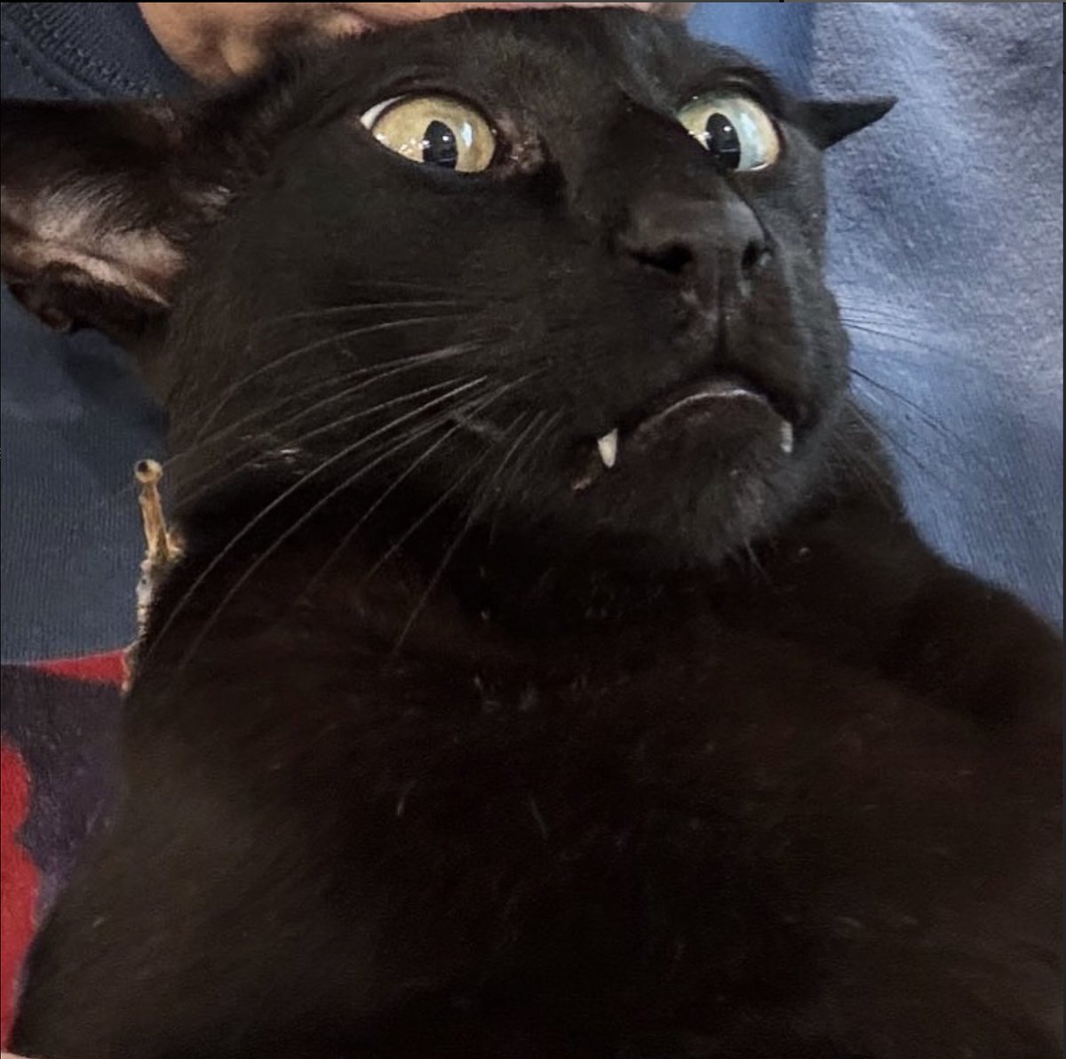 EvilLarryToken tweet media