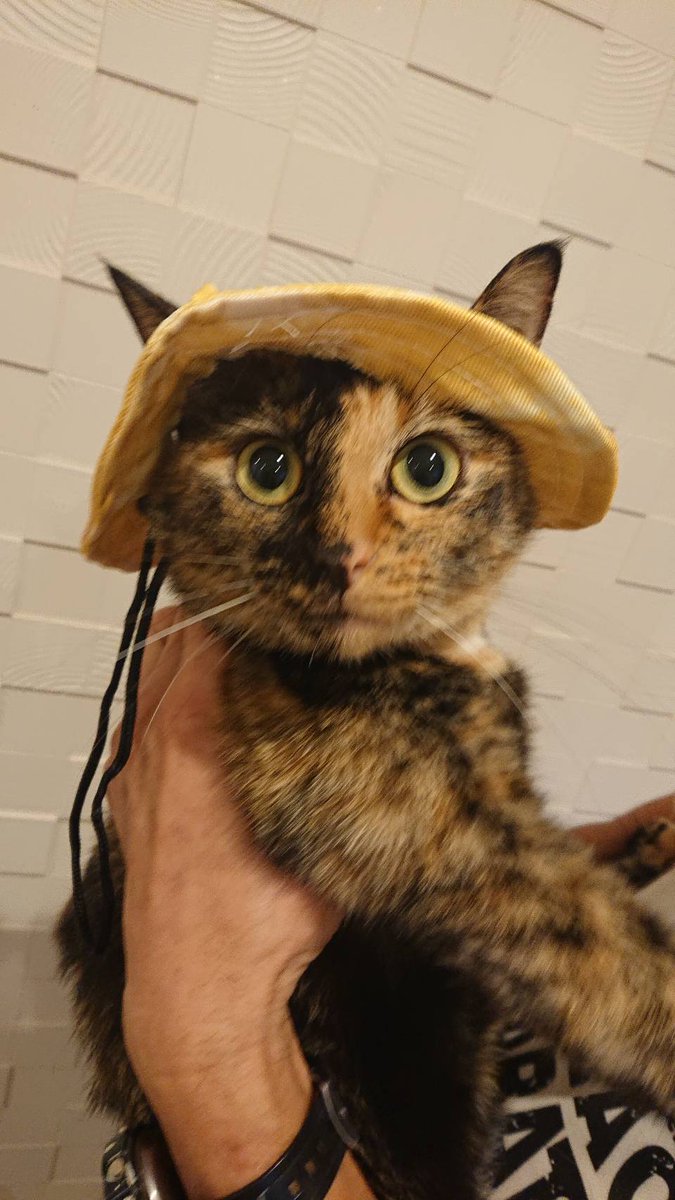 18歳の高齢猫が急に夜鳴くように」専門家が「今すぐやって」と伝えること（高倉 はるか） - 3ページ目 | FRaU, image size:675x1200